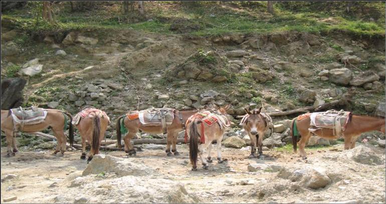 Even in nature, pack mules are systematic at rest and feeding. The solitary mule not adhering to the system is out of place as part of the pack


